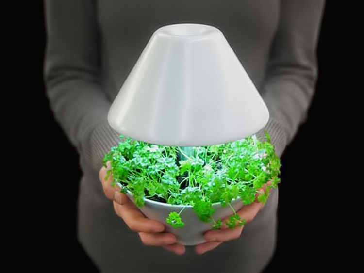 освещение домашних растений